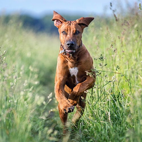 Large clearance ridgeback dog