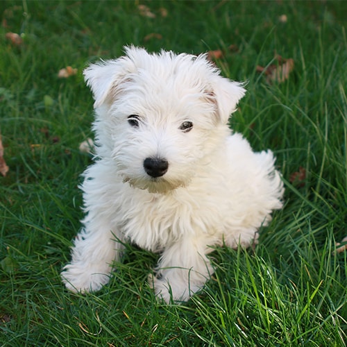 White westie sale puppy