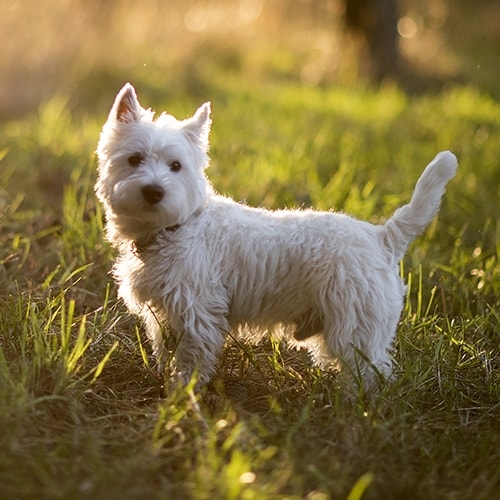 List 98+ Pictures Pictures Of West Highland Terrier Full HD, 2k, 4k