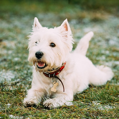 Westie store puppies rescue