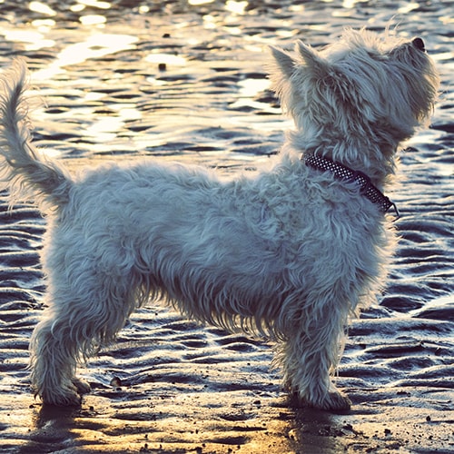 White best sale terrier dog