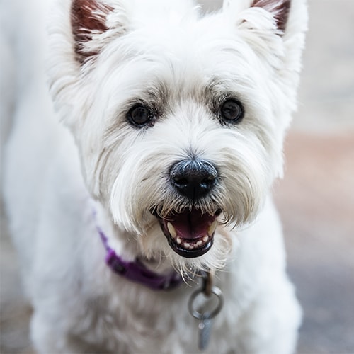 West highland store white terrier kennel