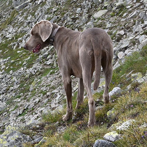 Weimaraner 2024 hip dysplasia