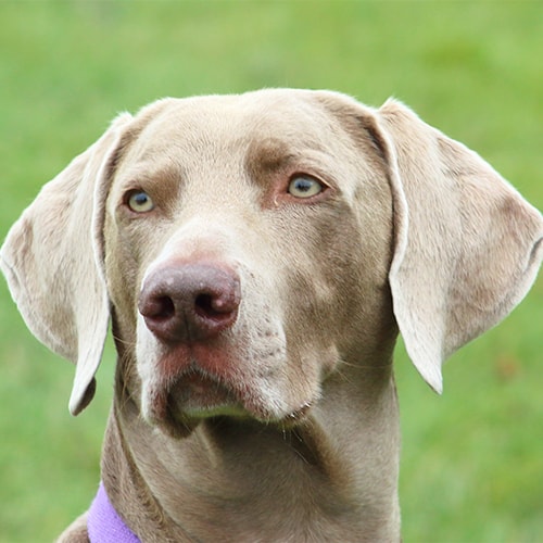 7 month old store weimaraner