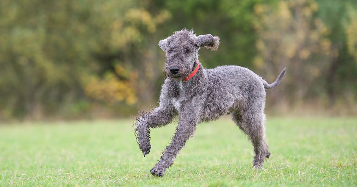 bedlington terrier cost