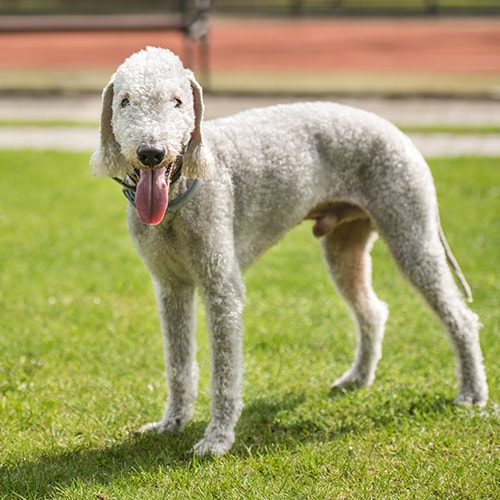 bedlington terrier price