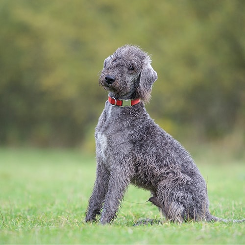 bedlington terrier for sale