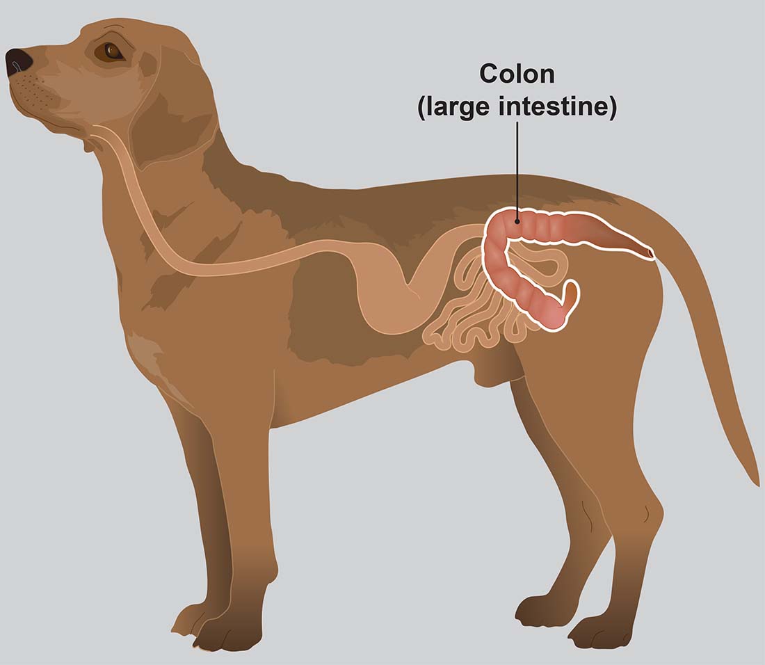 colitis-in-dogs-pdsa