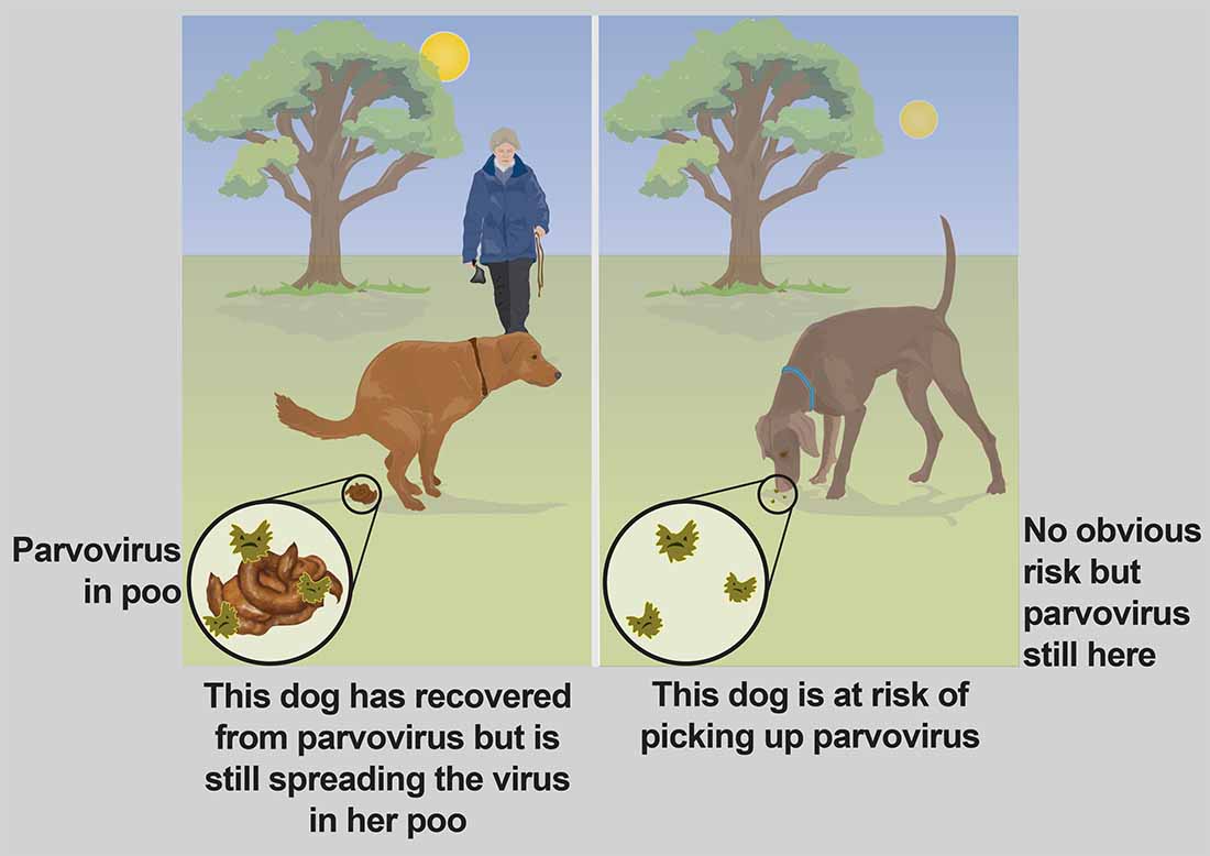 Parvovirus in dogs and puppies PDSA