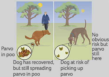 Parvovirus in dogs and puppies - PDSA