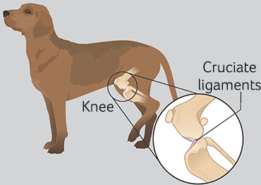 do dogs have knees