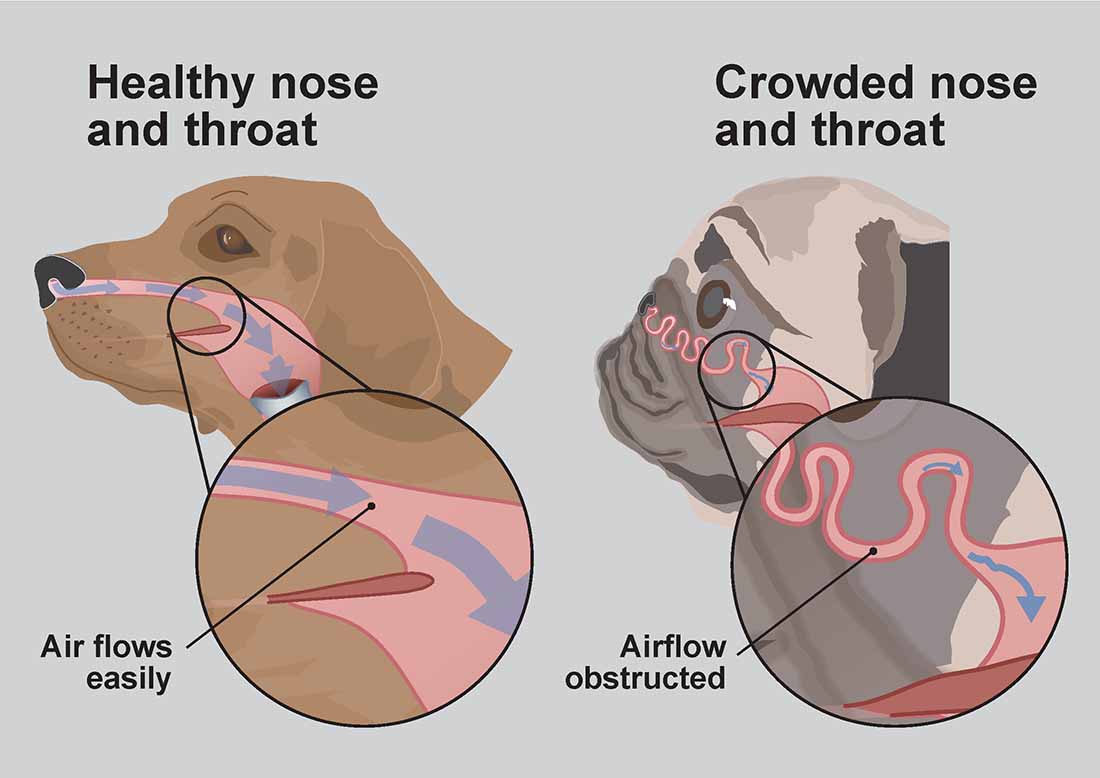 Brachycephalic dogs deals