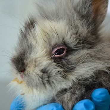 New bunny! His eyes are bad : r/Rabbits