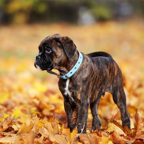 Baby boxer best sale dog price