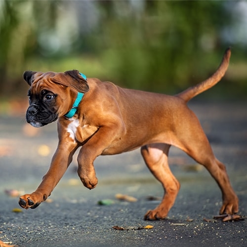 are boxer dogs good pets