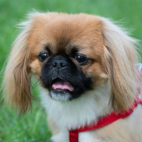 Pekingese puppies for store adoption