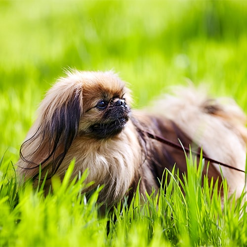 Pekingese rescue discount