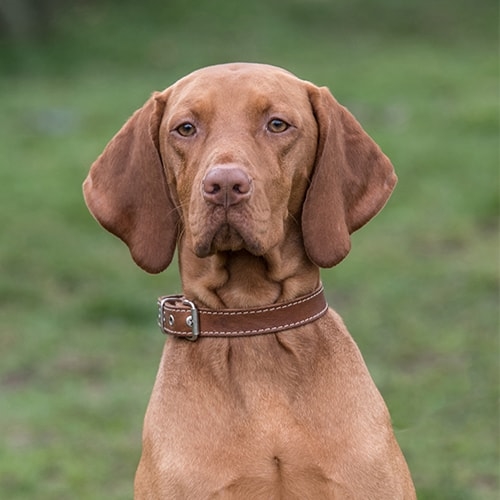 at what age is a vizsla fully grown