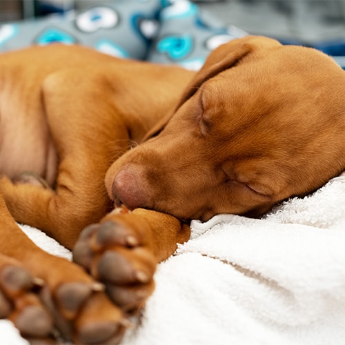 Long haired best sale vizsla puppies