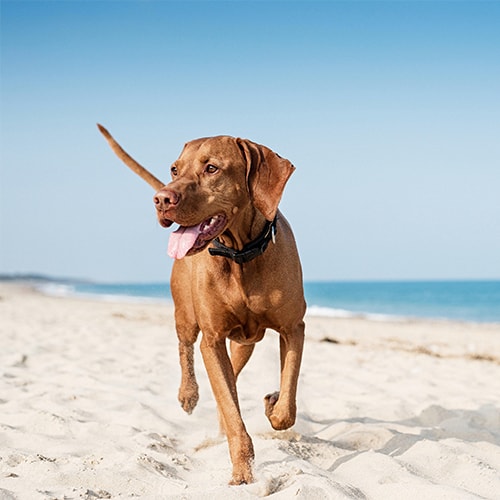 Best brush for vizsla hotsell