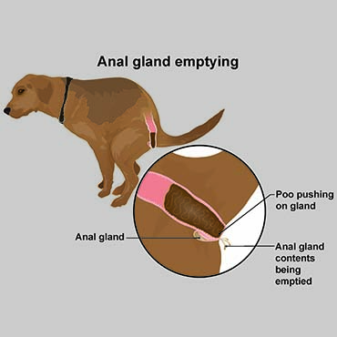 how much does it cost to have a dogs glands expressed