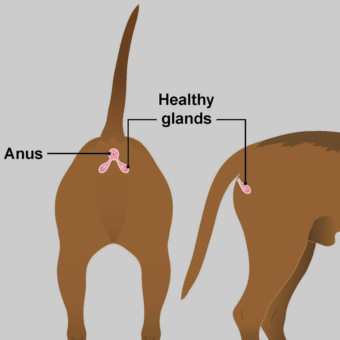 Anal gland abscesses in dogs PDSA