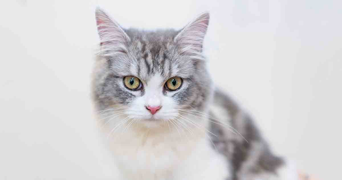 Nine cats given a second chance - PDSA