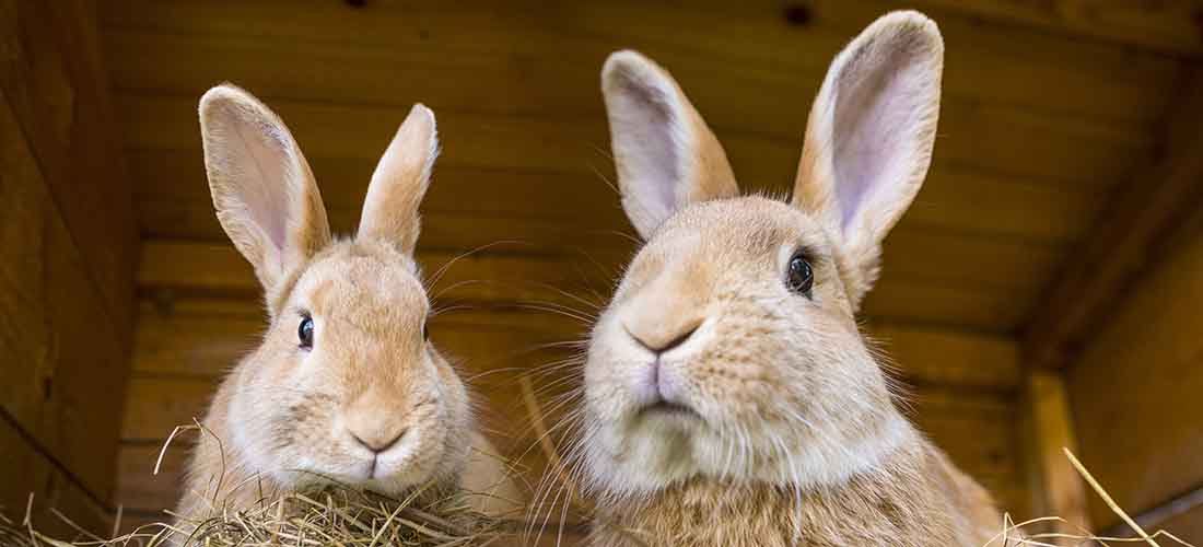 How should I exercise my rabbits? - PDSA