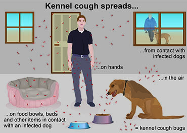 how long should a dog with kennel cough stay away from other dogs