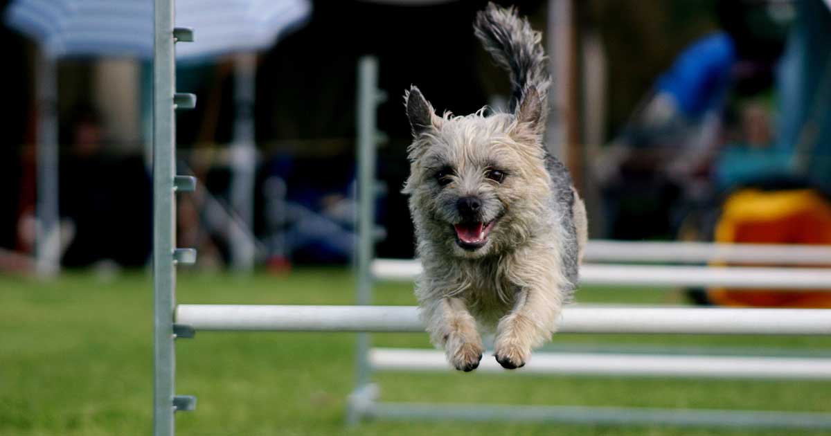 what age should a dog start agility