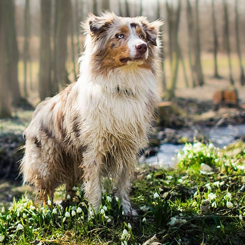 Free australian shepherd store puppies