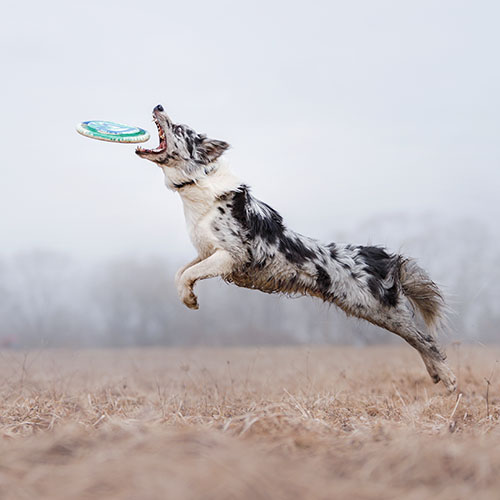 australian shepherd frisbee training