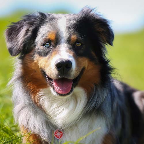 Mini aussie hot sale shepherd rescue