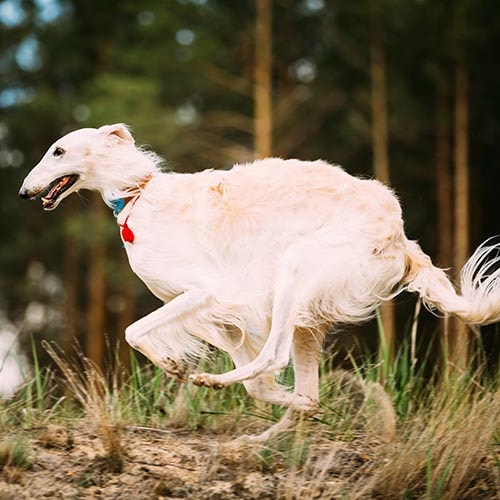 Borzoi cheap puppy price