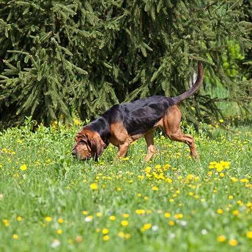 Bloodhound orders hunting dog