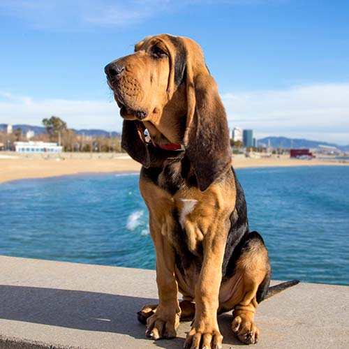 Large bloodhound best sale