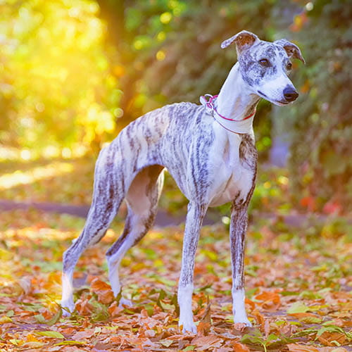 whippet rescue centres