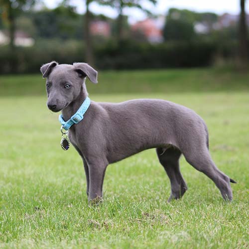 whippet dog puppy