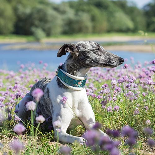 Best dry food for whippets uk sale