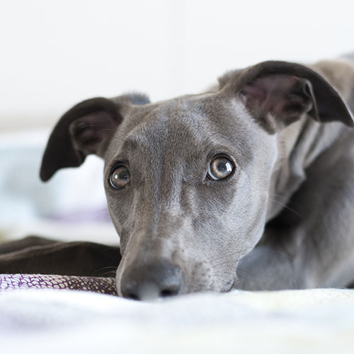 Blue whippet sale puppy