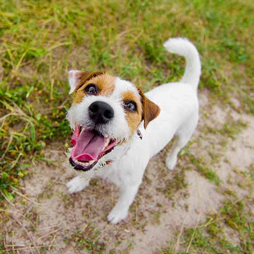 Best dog food clearance for jack russells uk