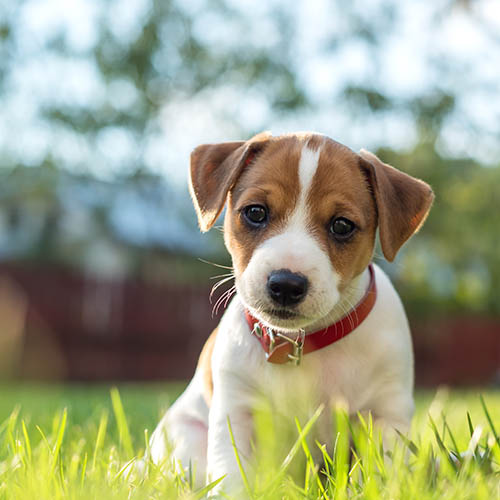 Long haired jack russell terrier hot sale for sale