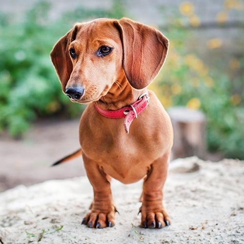 What You Need for a Dachshund