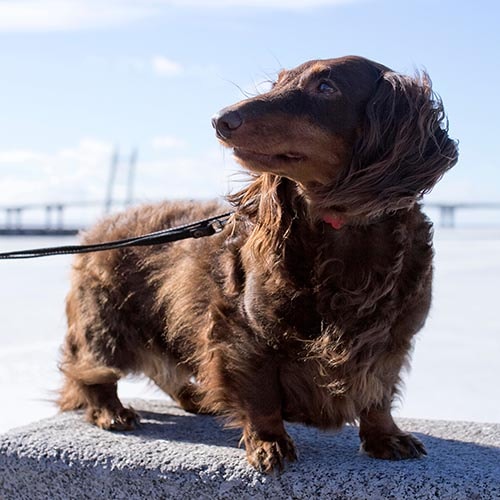 Long haired clearance chocolate mini dachshund