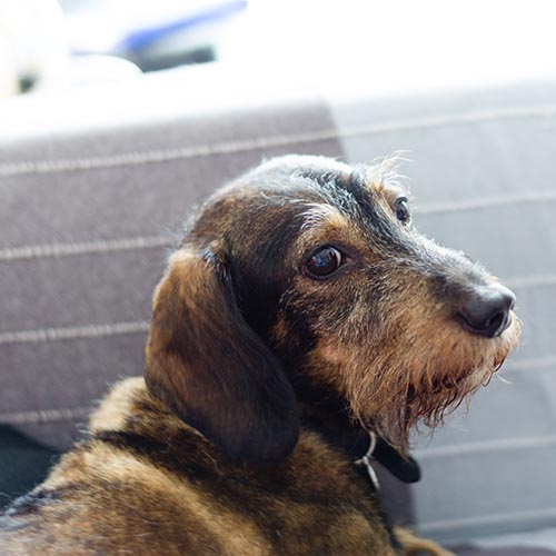 Curly haired outlet dachshund