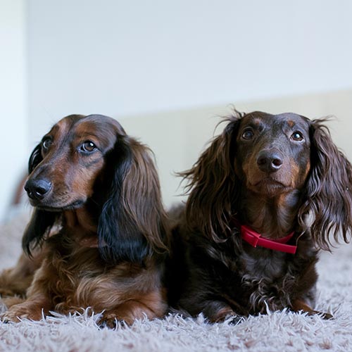 How Fast Can a Dachshund Run?