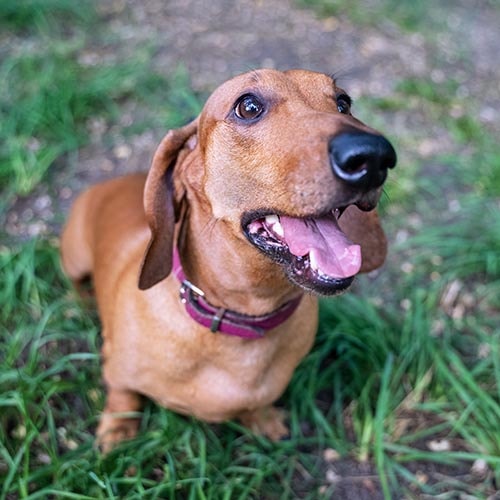 Sausage clearance dog smiling