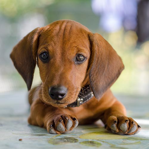 kennel club miniature dachshund puppies for sale