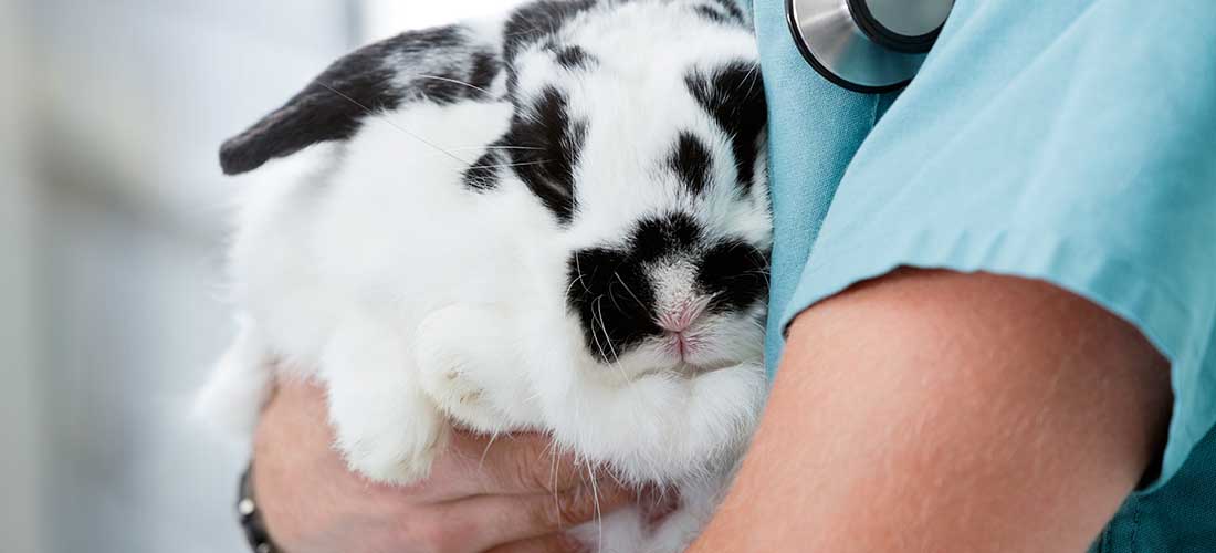 Keeping your rabbit healthy - PDSA