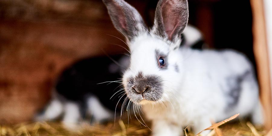 10 things you might not know about rabbits - PDSA